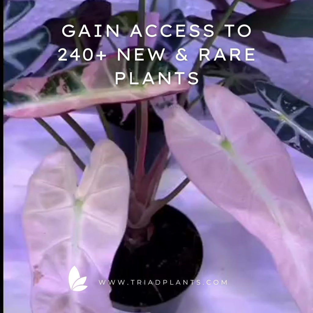 Exclusive Rare Tropical Plants at Wholesale Discounted Prices