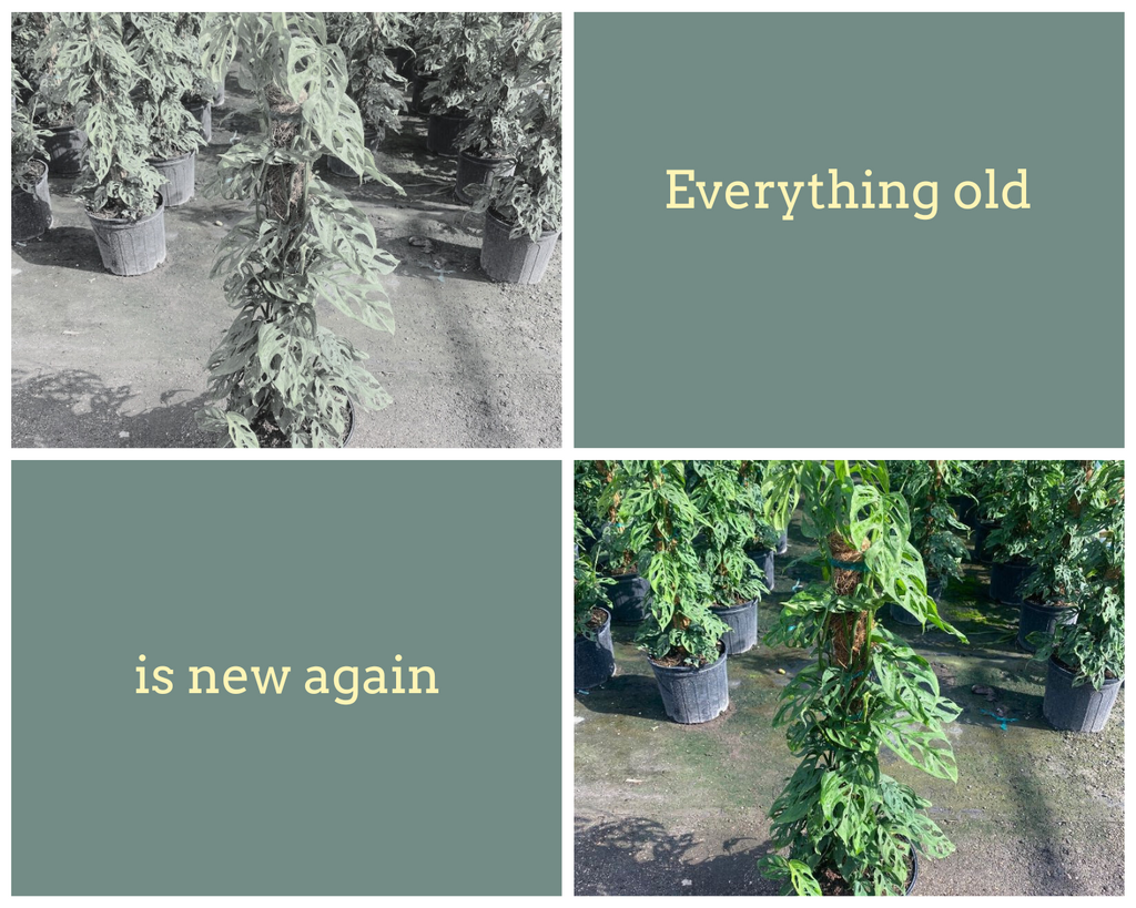 Everything old is new again