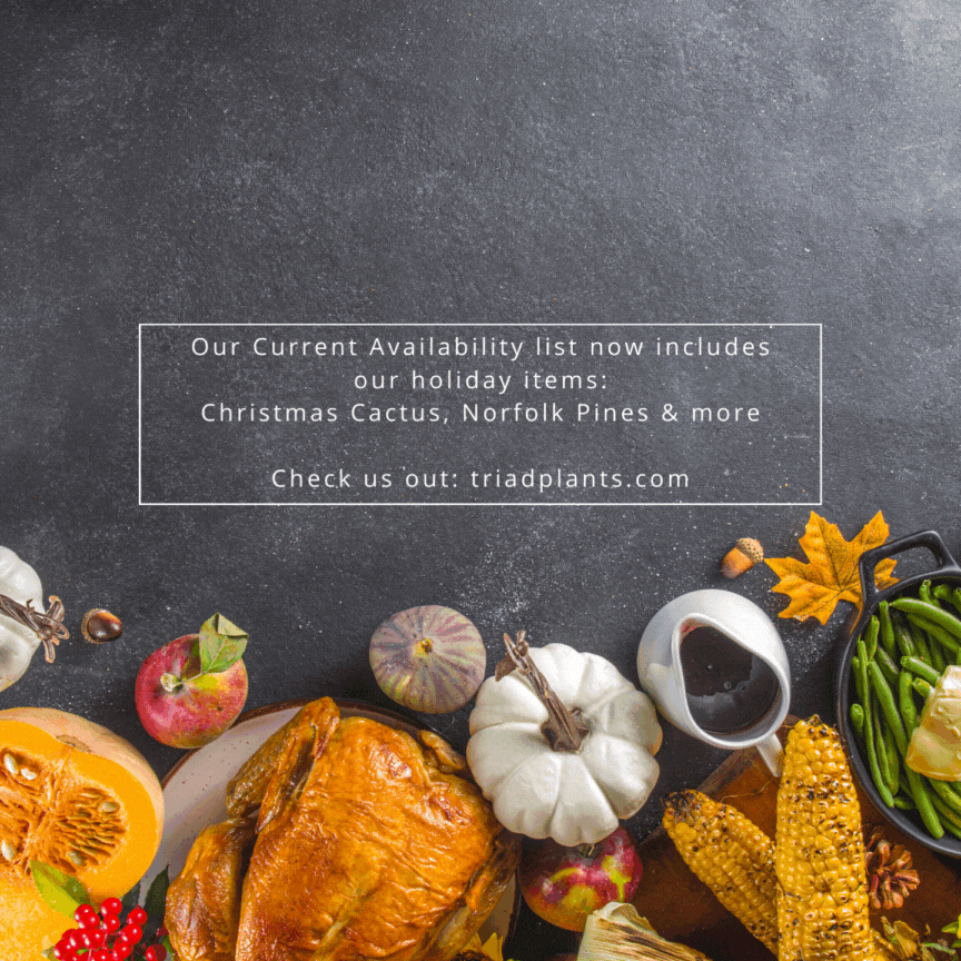 Happy Thanksgiving!