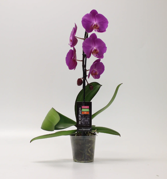 Fantastic Orchid Options
