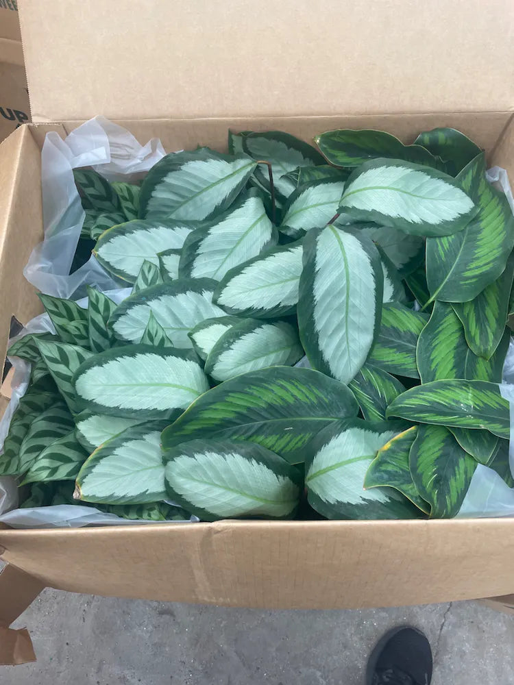 Calathea
